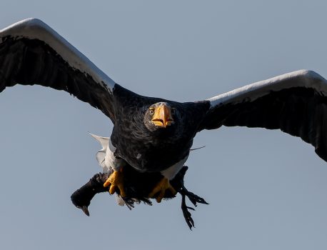 琵琶湖山本山のオオワシ2025 No 4 2025年11月26日　渡来18日目　おばあちゃんオオバンを狩る　野鳥撮影 　ホオジロガモ、マガモ、コハクチョウ