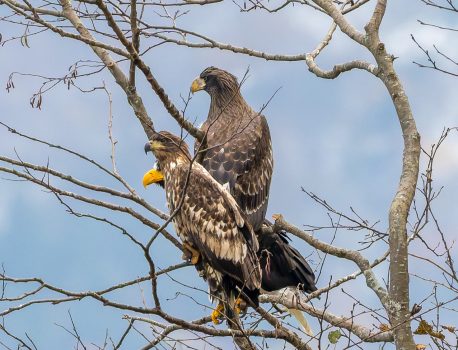 オオワシ秋の渡り宗谷岬編 浜頓別オオワシの森　day5　2025年10月30日