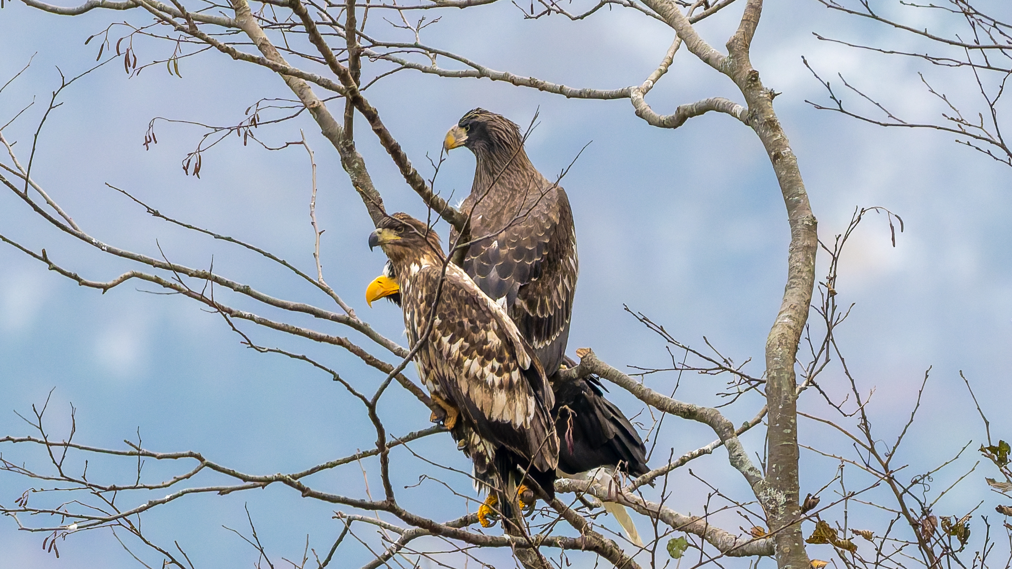 オオワシ秋の渡り宗谷岬編 浜頓別オオワシの森　day5　2025年10月30日