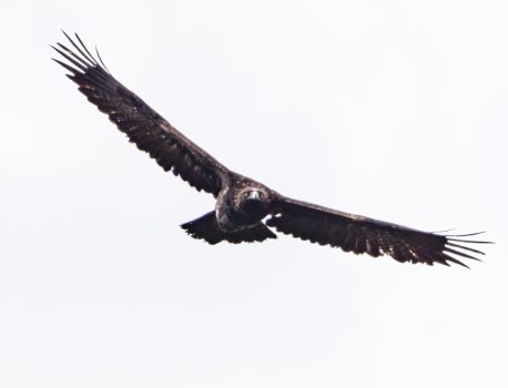 登山で楽しむ自然と野鳥2025 No.16 2025年11月４日