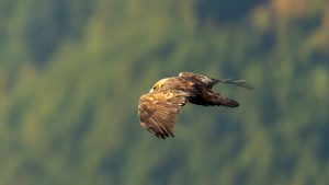 伊吹山の自然とイヌワシ2025 No.26 2025年11月7日