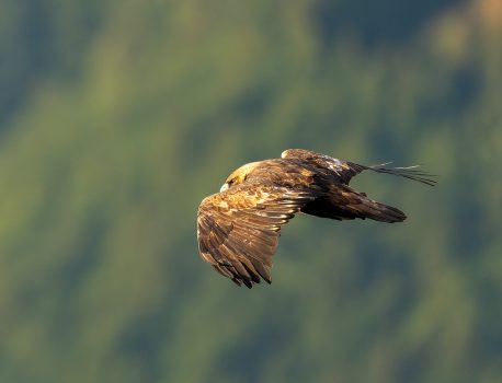 伊吹山の自然とイヌワシ2025 No.26 2025年11月7日