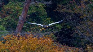 琵琶湖山本山のオオワシ2025　No.1 2025年11月13日