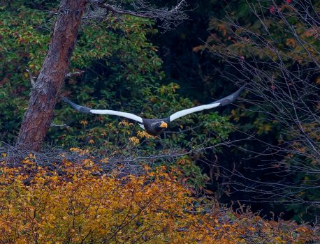 琵琶湖山本山のオオワシ2025　No.1 2025年11月13日
