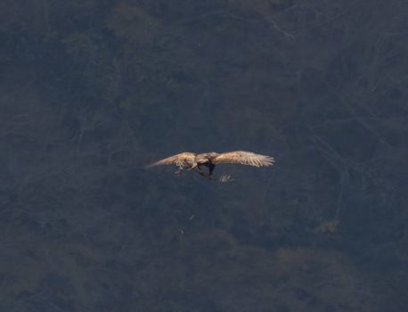 登山で楽しむ自然と野鳥2025 2025年11月29日