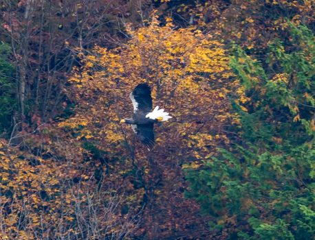 琵琶湖山本山のオオワシ2025 No 2 2025年11月17日　渡来9日目