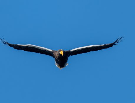 琵琶湖山本山のオオワシ2025　No.3 渡来11日目 2025年11月19日