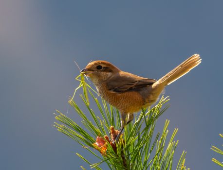 登山で楽しむ自然と野鳥2025 No.17 2025年11月23日