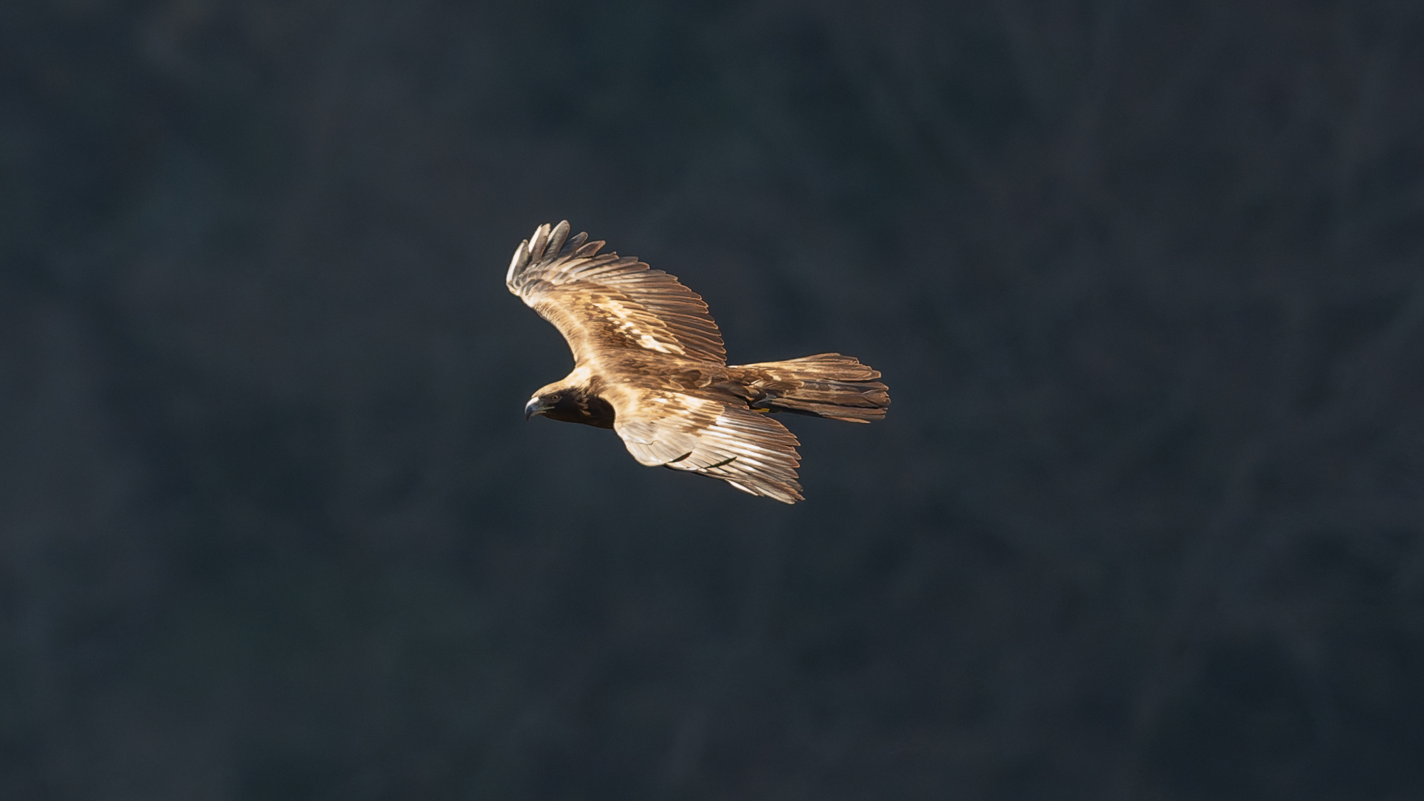登山で楽しむ自然と動物・野鳥2025　No 20　2025年12月23日 野鳥撮影　