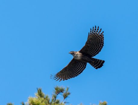 山の生き物図鑑　2026年２月22日