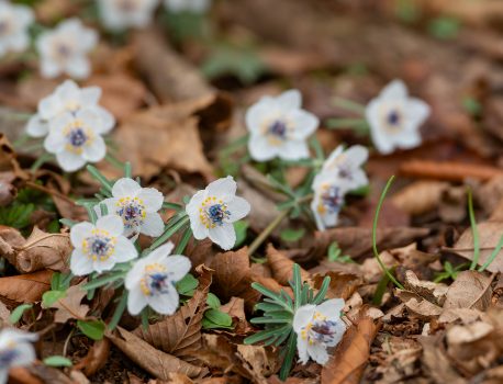 山の生き物図鑑　セツブンソウ他　2026年2月27日