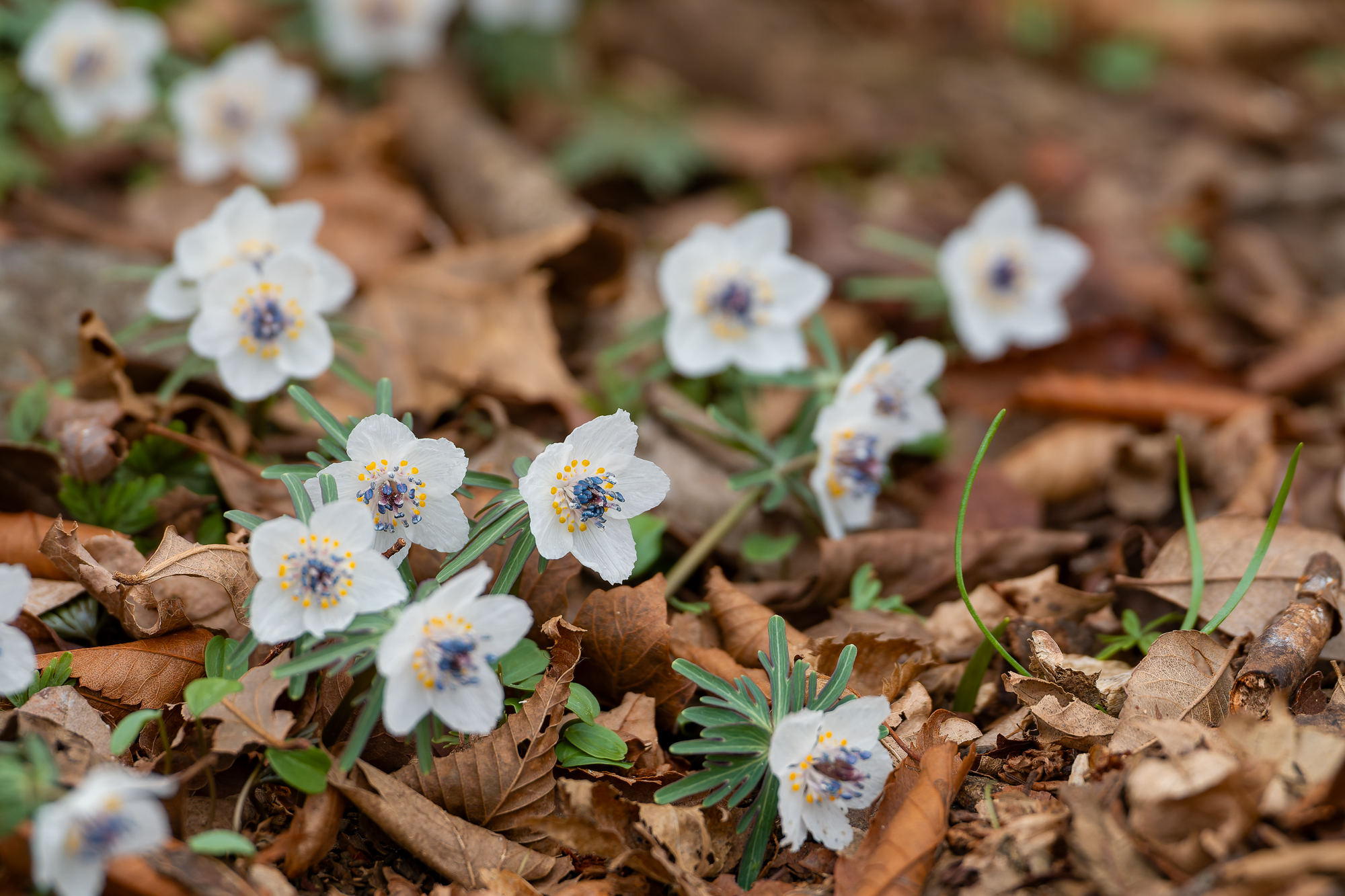 山の生き物図鑑　セツブンソウ他　2026年2月27日