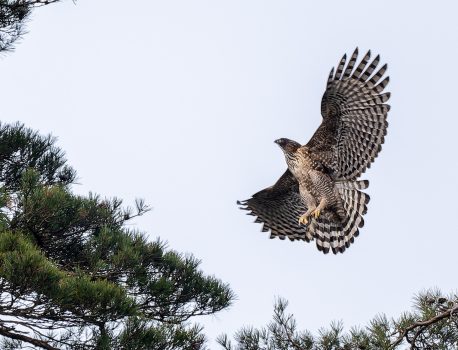 山の生き物図鑑　クマタカの交尾　2026年２月24日