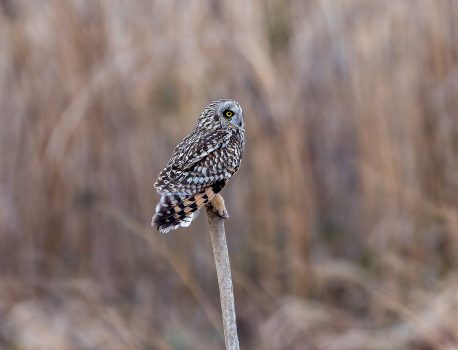河口・農耕地で探鳥2026　河川敷のコミミズク