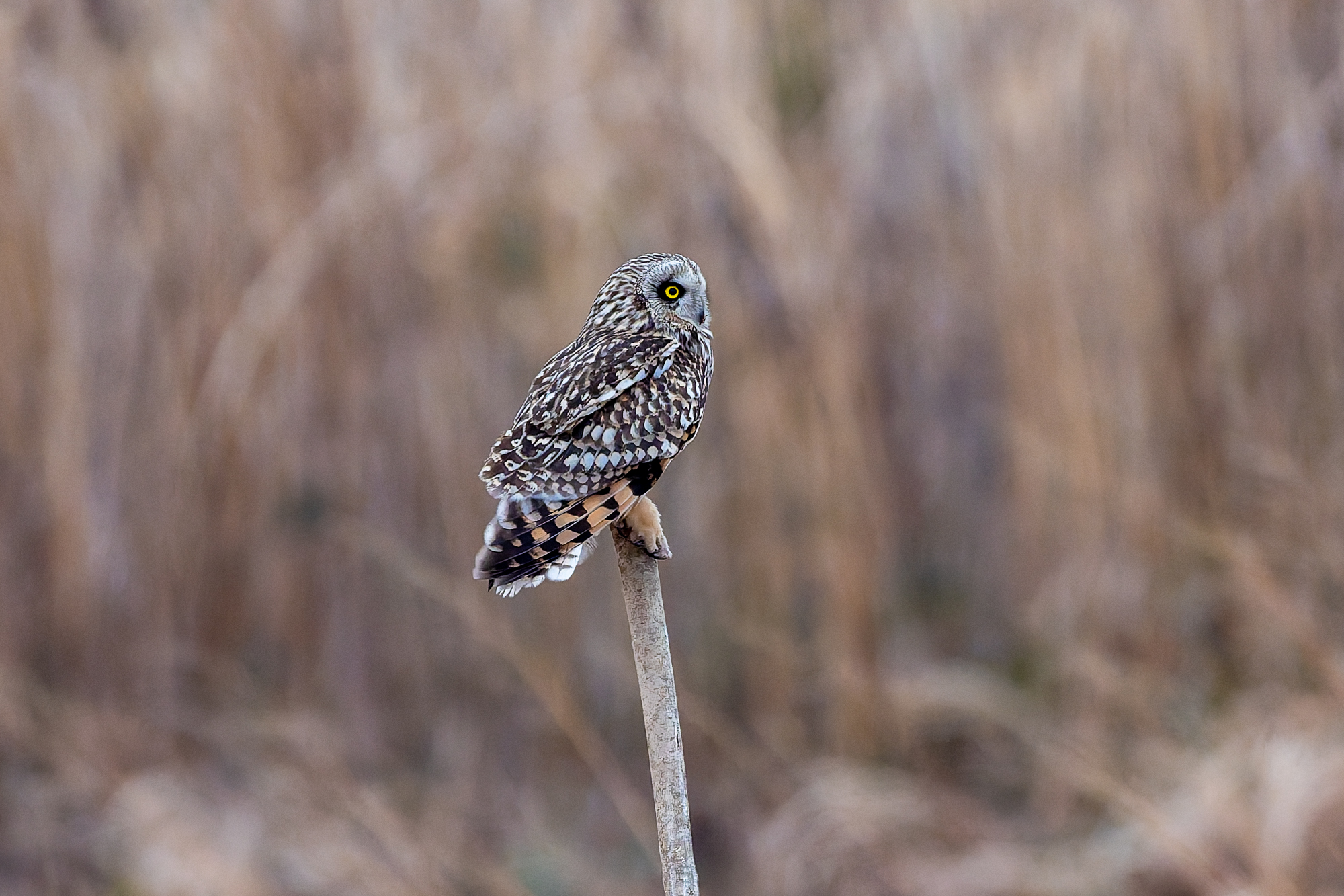 河口・農耕地で探鳥2026　河川敷のコミミズク