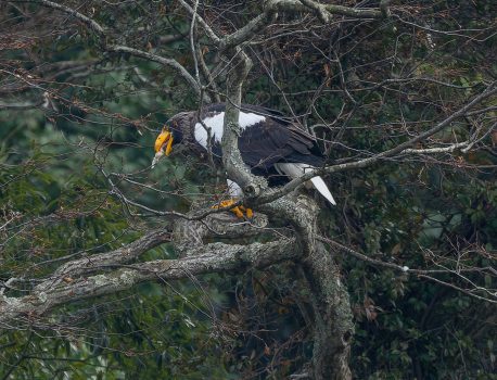 琵琶湖山本山のオオワシ2025No 10 渡来52日目　2025年12月30日 野鳥撮影　2025年最終版　おばあちゃん　魚を獲って落葉樹で食べる　ハヤブサ幼鳥　ノスリ　ミサゴなど