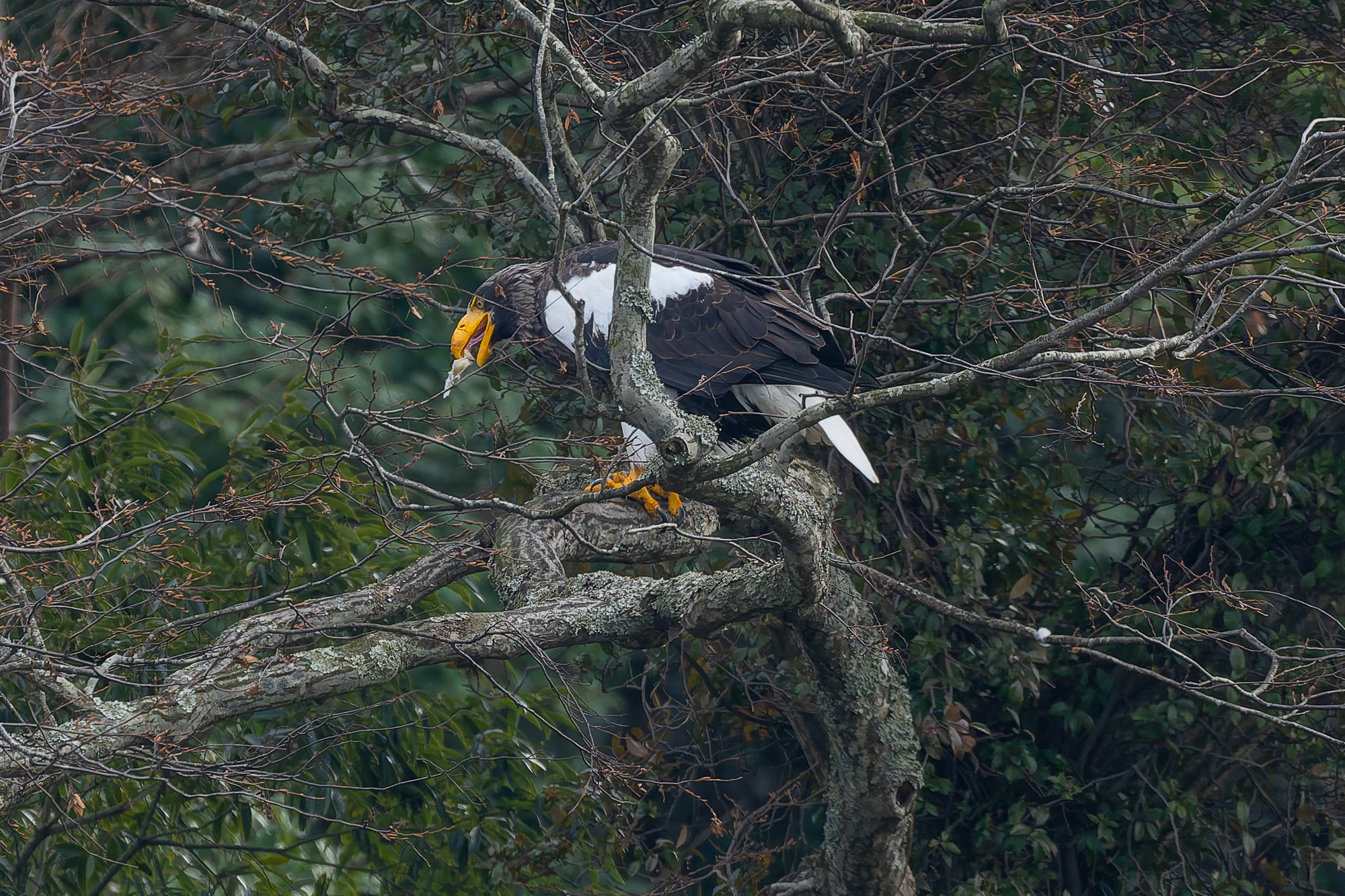 琵琶湖山本山のオオワシ2025No 10 渡来52日目　2025年12月30日 野鳥撮影　2025年最終版　おばあちゃん　魚を獲って落葉樹で食べる　ハヤブサ幼鳥　ノスリ　ミサゴなど