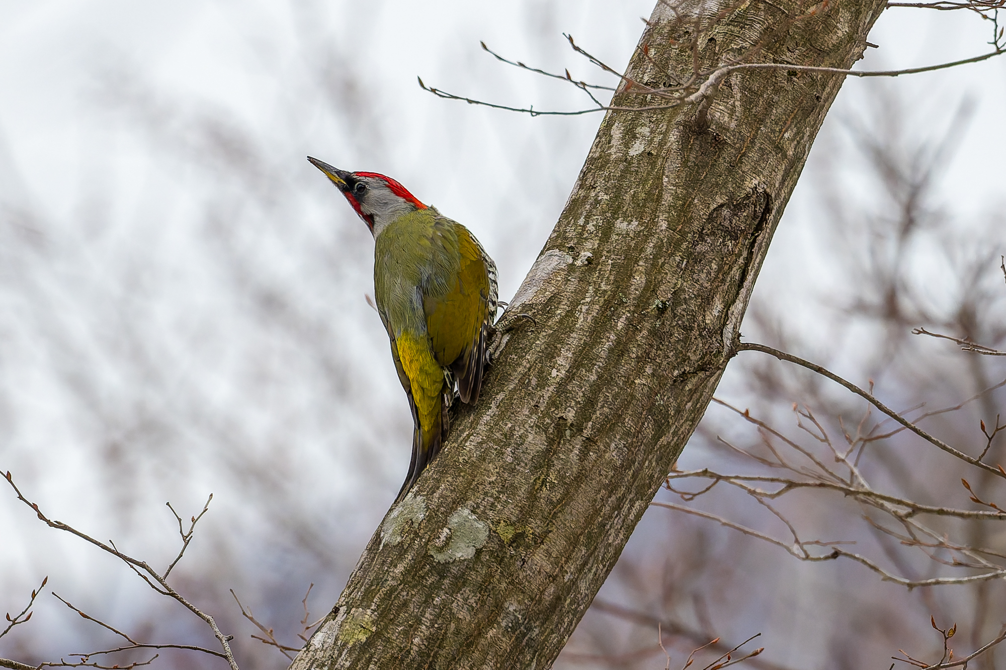山の自然と野鳥　2026年2月10日　動物の足跡とアオゲラ