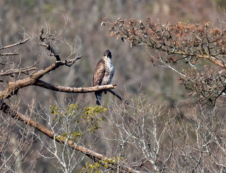 山の自然と野鳥2026年2月12日　伊吹山麓