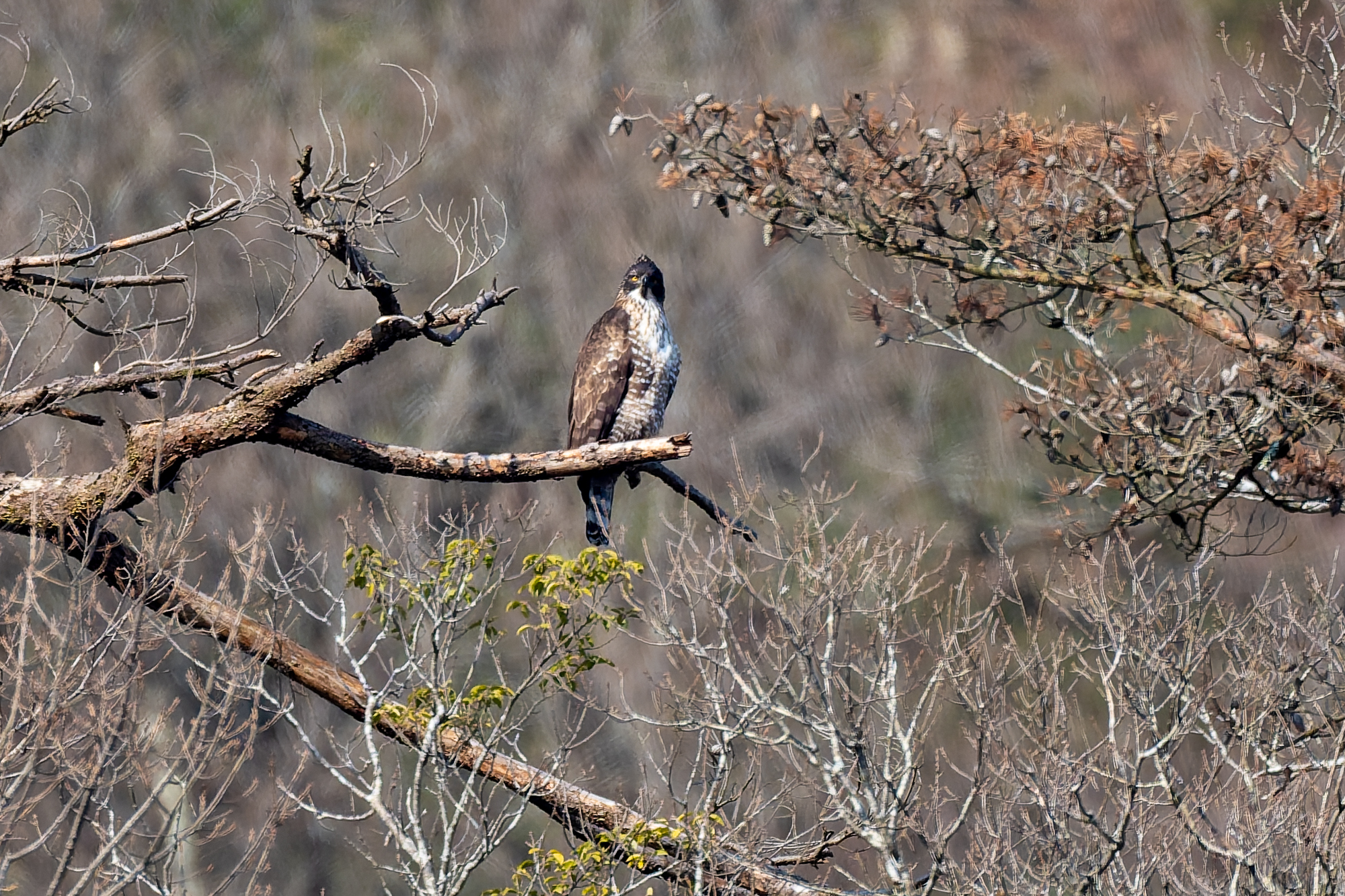 山の自然と野鳥2026年2月12日　伊吹山麓