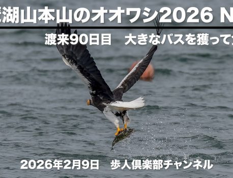 琵琶湖山本山のオオワシ2026 No.8　2026年2月9日　渡来90日目　おばあちゃんは大きなバスを獲って食べる