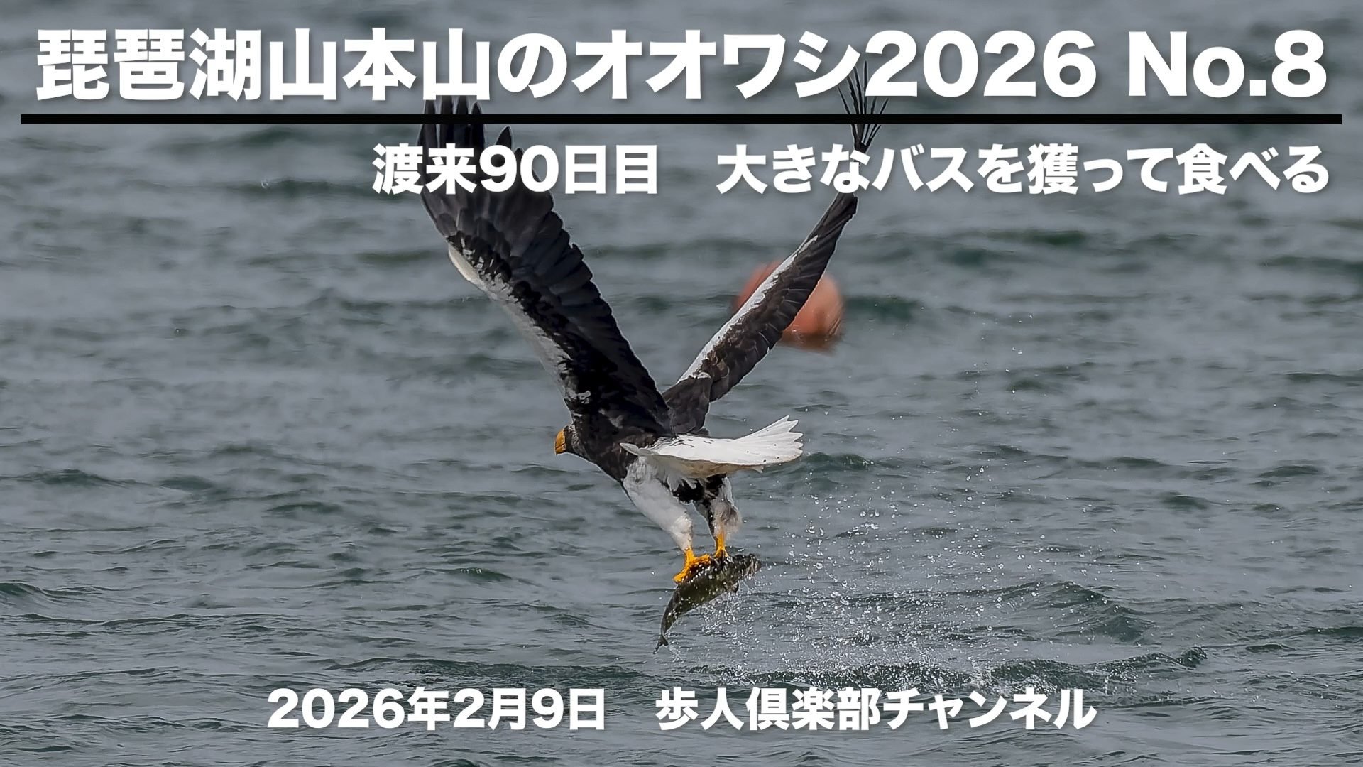 琵琶湖山本山のオオワシ2026 No.8　2026年2月9日　渡来90日目　おばあちゃんは大きなバスを獲って食べる