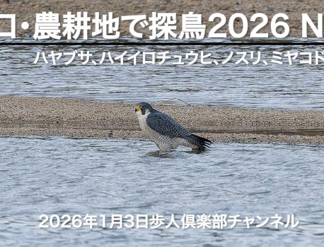 河口・農耕地で探鳥2026 No 1 2026年1月3日 野鳥撮影　ハヤブサ、ハイイロチュウヒ、ノスリ、ミサゴ、ミヤコドリなど