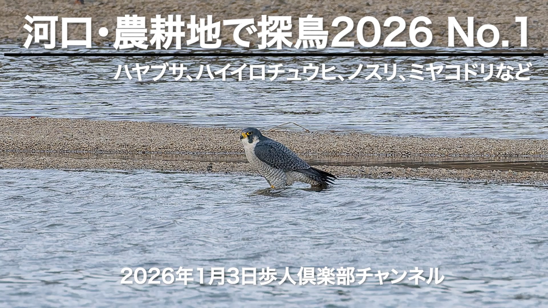 河口・農耕地で探鳥2026 No 1 2026年1月3日 野鳥撮影　ハヤブサ、ハイイロチュウヒ、ノスリ、ミサゴ、ミヤコドリなど