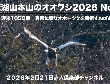 琵琶湖山本山のオオワシ2026 No.11　　渡来105日目　北帰 2026年２月２１日