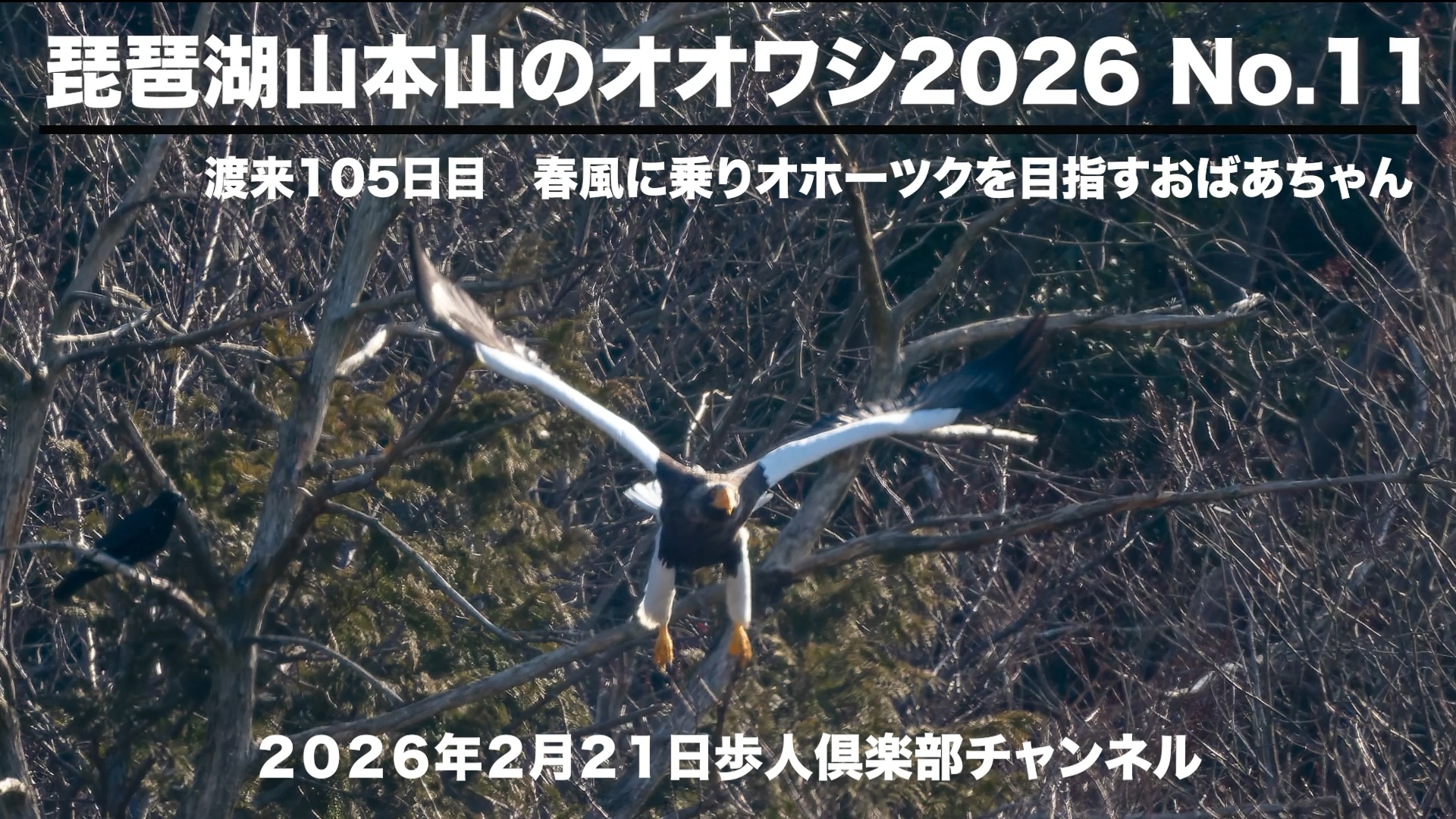 琵琶湖山本山のオオワシ2026 No.11　　渡来105日目　北帰 2026年２月２１日