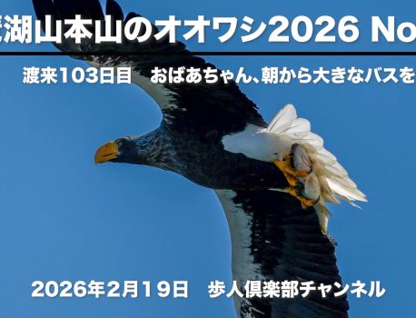 琵琶湖山本山のオオワシ2026 No 10 2026年2月19日　野鳥撮影　渡来103日目　