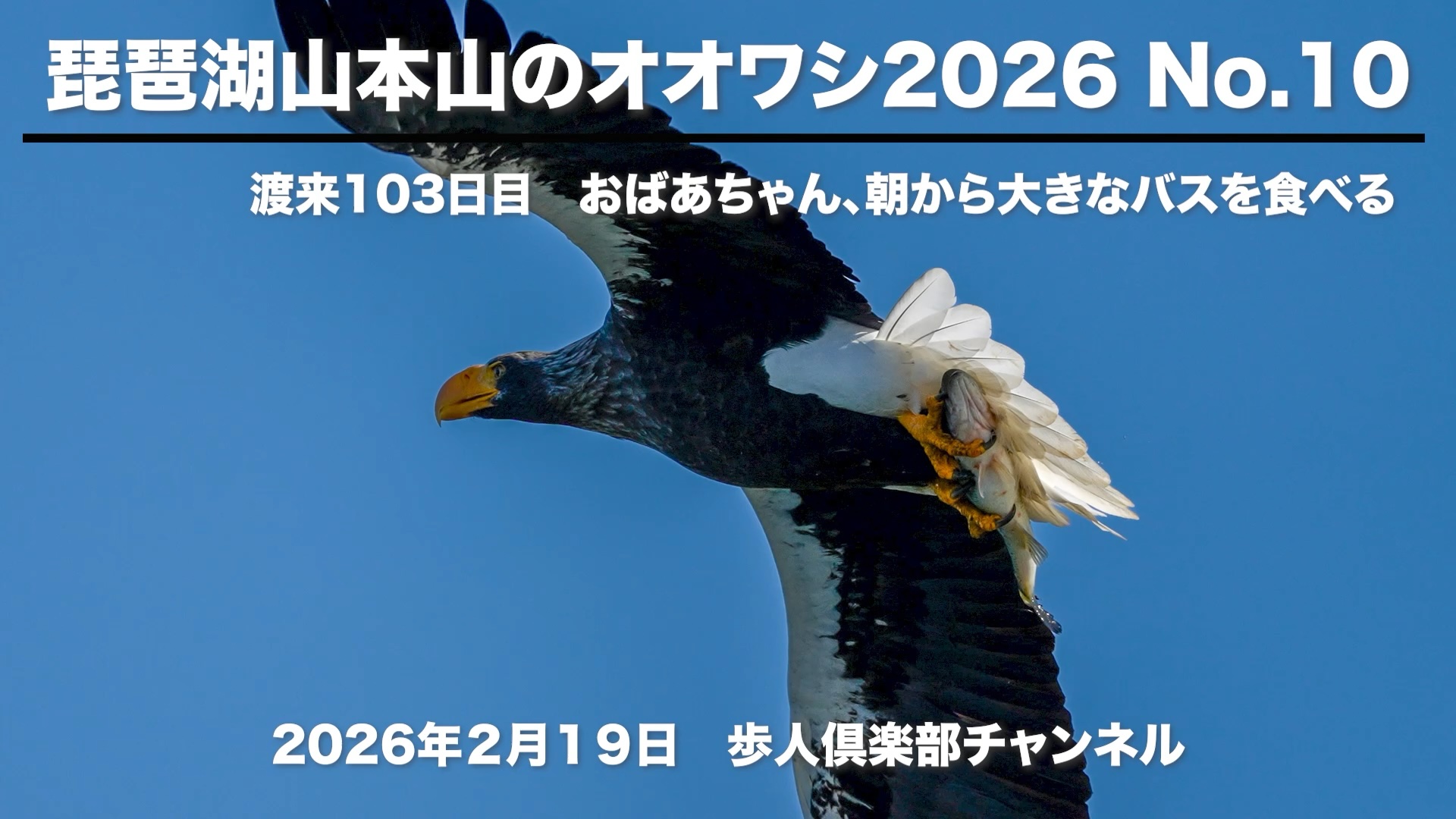 琵琶湖山本山のオオワシ2026 No 10 2026年2月19日　野鳥撮影　渡来103日目　