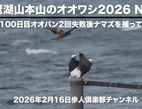 琵琶湖山本山のオオワシ2026 No 9　2026年2月16日　渡来100日目