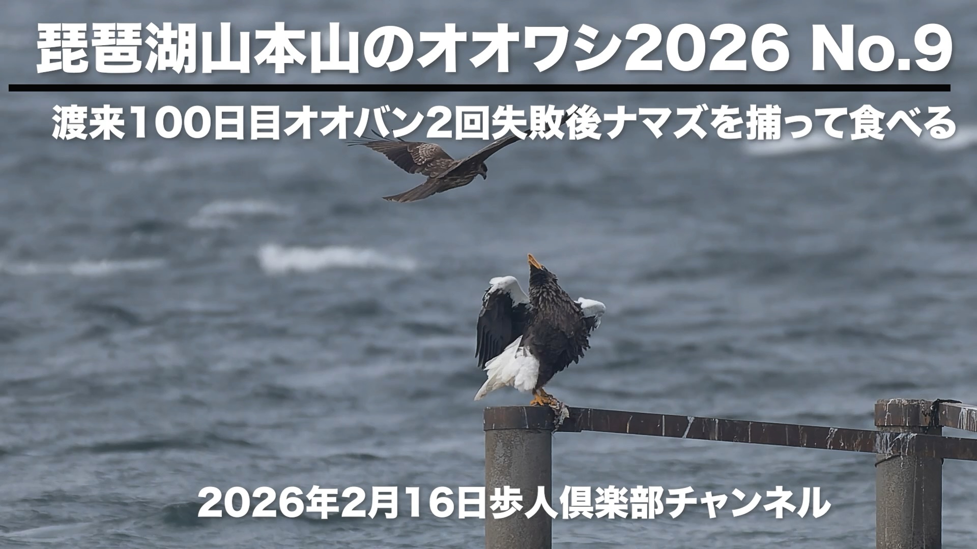 琵琶湖山本山のオオワシ2026 No 9　2026年2月16日　渡来100日目