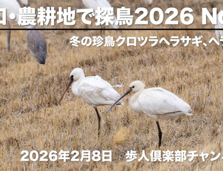 河口・農耕地で探鳥2026　No.2　野鳥撮影1月後半　クロツラヘラサギ　ヘラサギ　シロチドリ　ミヤコドリ　ミサゴ　マガモ　など