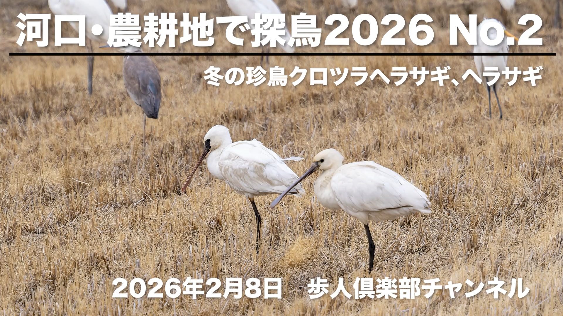 河口・農耕地で探鳥2026　No.2　野鳥撮影1月後半　クロツラヘラサギ　ヘラサギ　シロチドリ　ミヤコドリ　ミサゴ　マガモ　など
