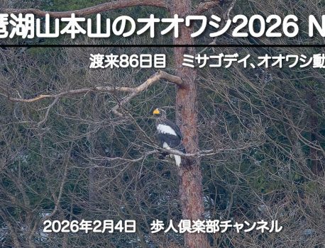 琵琶湖山本山のオオワシ2026 No 7 2026年2月4日 渡来86日目　ミサゴはよく飛んだがオオワシ動かず