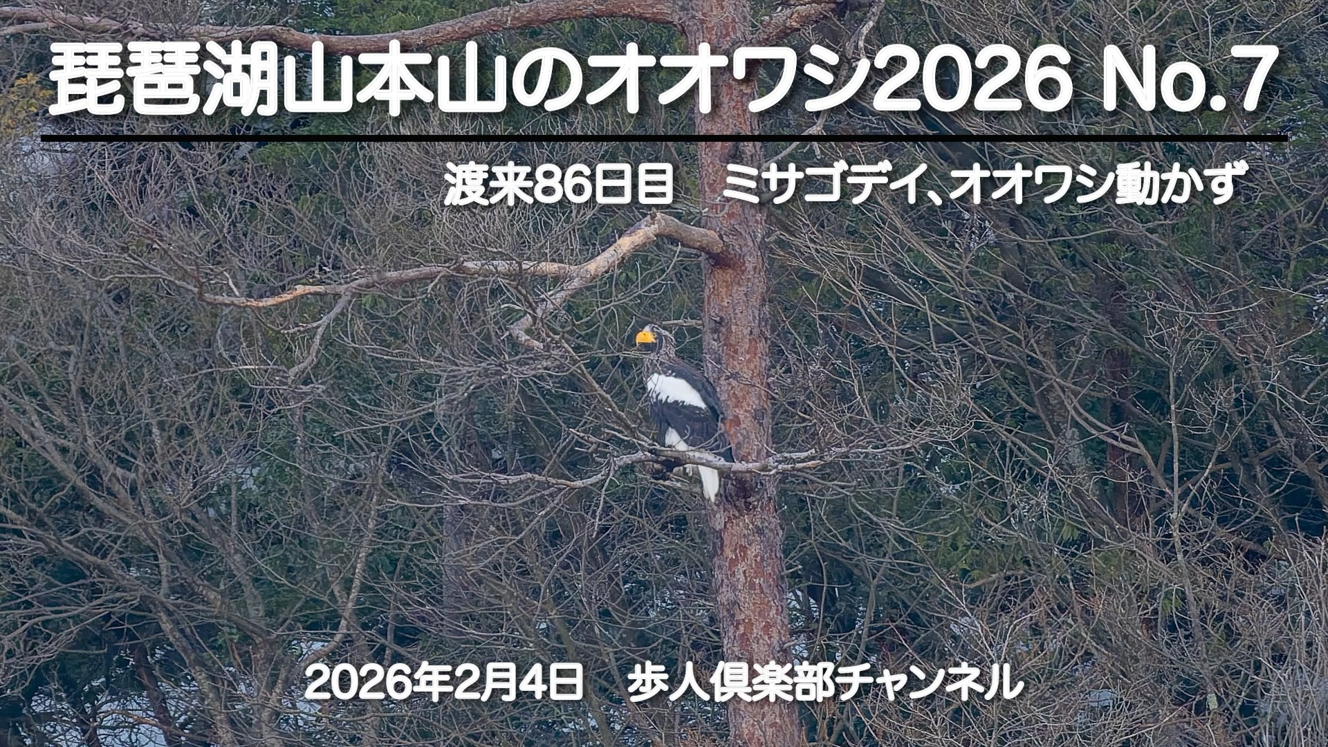 琵琶湖山本山のオオワシ2026 No 7 2026年2月4日 渡来86日目　ミサゴはよく飛んだがオオワシ動かず