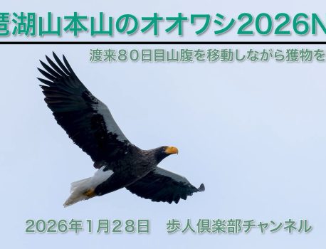 琵琶湖山本山のオオワシ2026No 6 2026年1月28日 渡来80日目　山麓を移動しながら獲物を探す　チョウゲンボウ　ミサゴなど