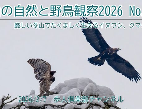 山の自然と野鳥2026　No.2 クマタカ　イヌワシ　ウソ