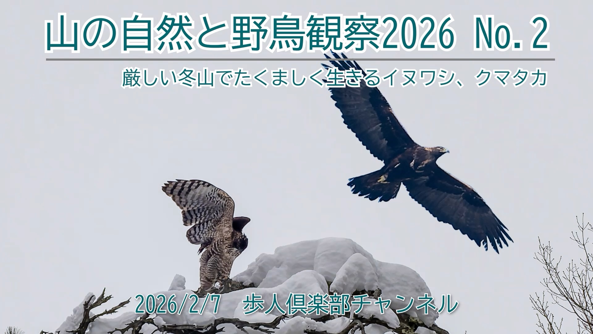 山の自然と野鳥2026　No.2 クマタカ　イヌワシ　ウソ
