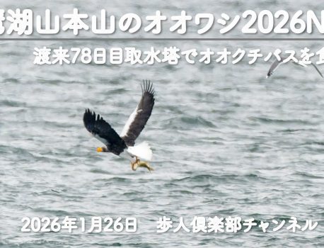 琵琶湖山本山のオオワシ2026　No 4　2026年1月26日　渡来78日目　オオクチバスを取水塔で食べる