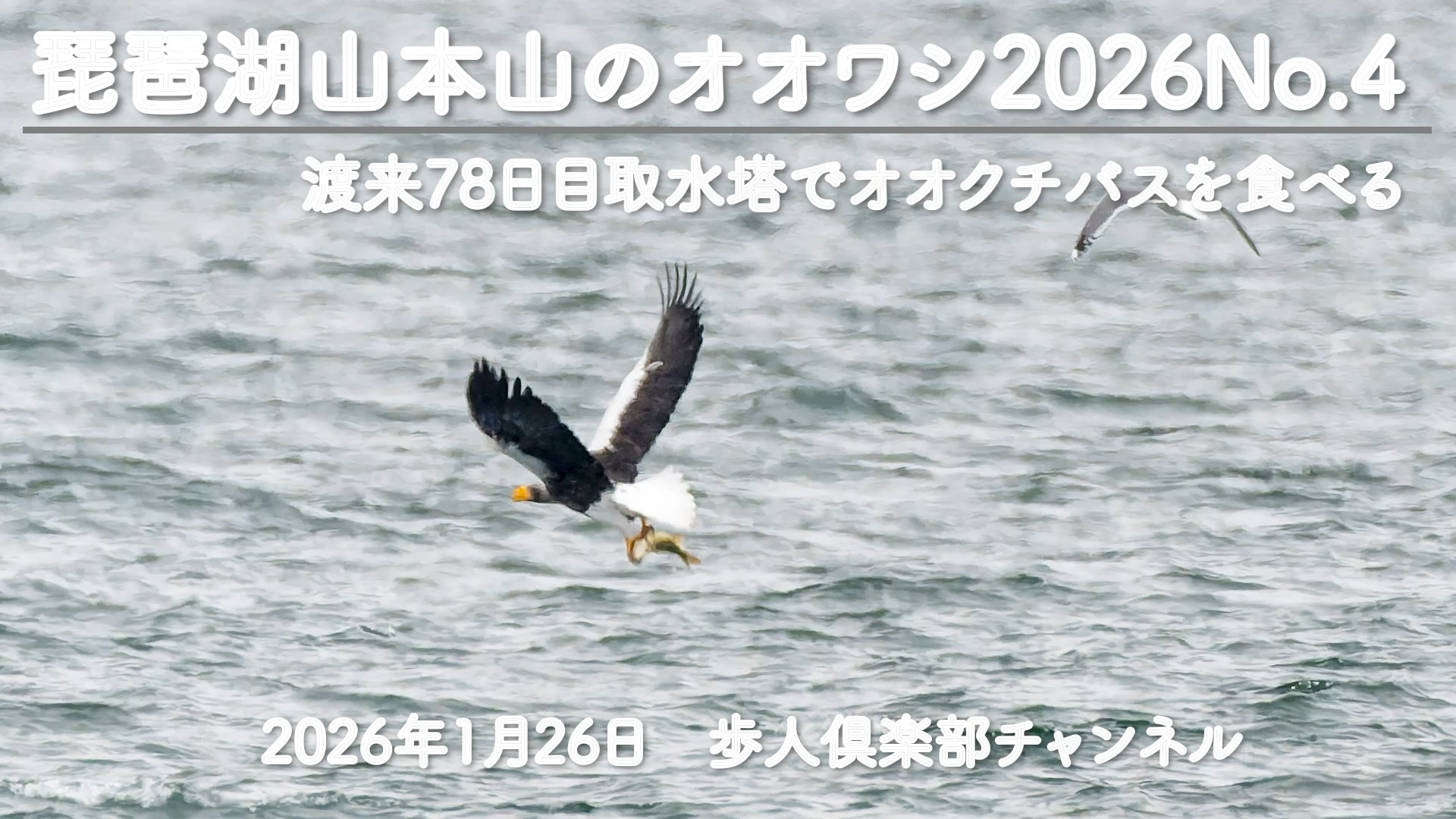 琵琶湖山本山のオオワシ2026　No 4　2026年1月26日　渡来78日目　オオクチバスを取水塔で食べる