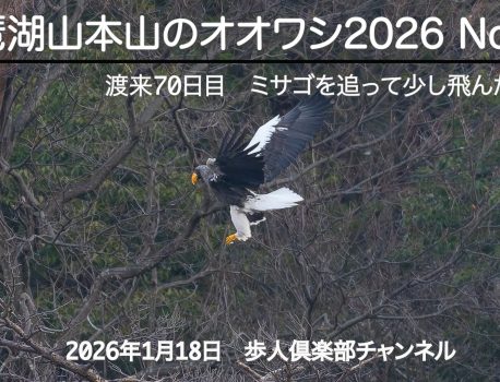 琵琶湖山本山のオオワシ2026 No 3　2026年1月18日　渡来70日目　ミサゴのバスを狙う　天気が良く風もあったがあまり飛ばす