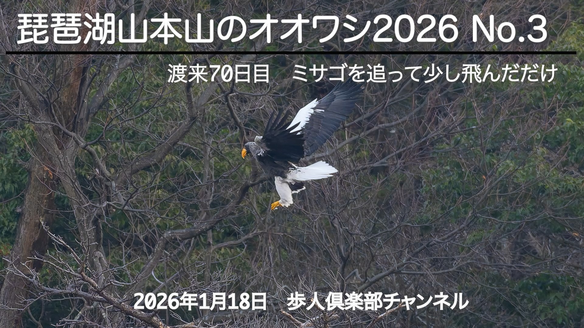 琵琶湖山本山のオオワシ2026 No 3　2026年1月18日　渡来70日目　ミサゴのバスを狙う　天気が良く風もあったがあまり飛ばす