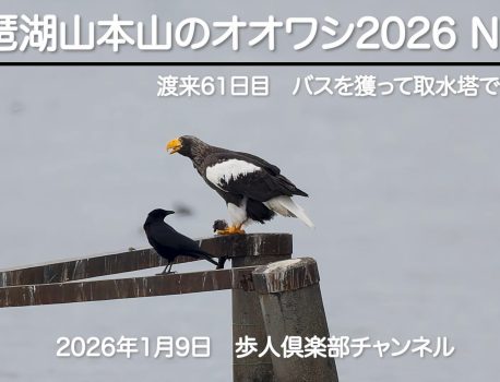 琵琶湖山本山のオオワシ2026  No 2　2026年1月9日　野鳥撮影　オオワシ渡来61日目　おばあちゃん　オオクチバスを獲って取水塔で食べる