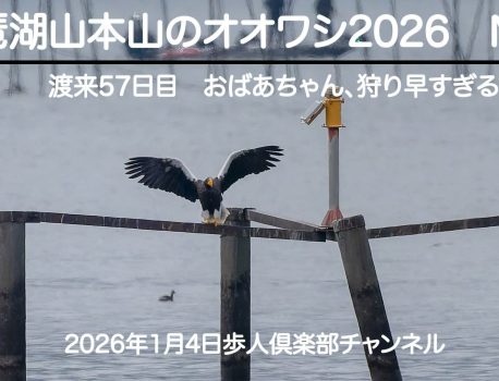 琵琶湖山本山のオオワシ2026 No 1 2026年1月4日　野鳥撮影　渡来57日目　朝の早い狩りに翻弄される