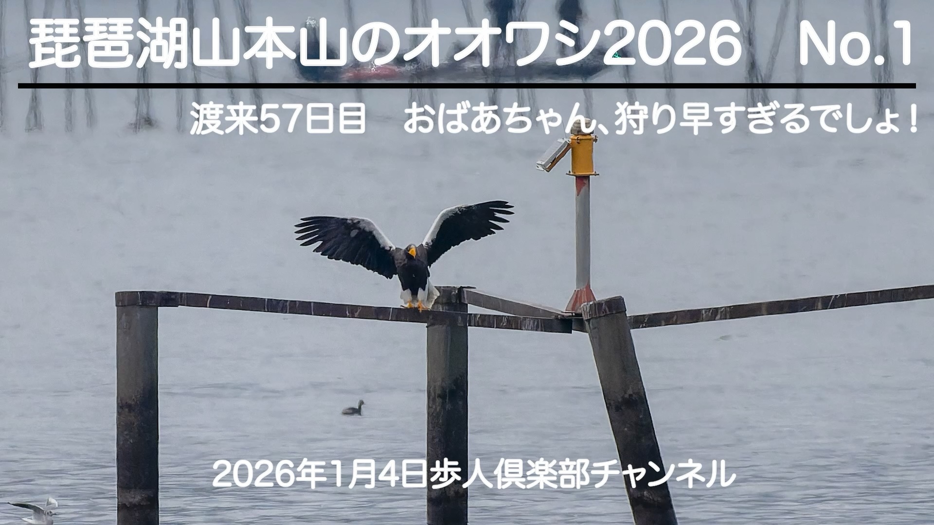 琵琶湖山本山のオオワシ2026 No 1 2026年1月4日　野鳥撮影　渡来57日目　朝の早い狩りに翻弄される
