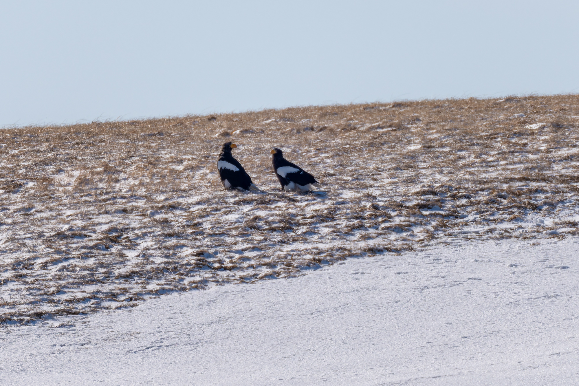 オオワシ春の渡り宗谷岬編パート１　2026年3月10日