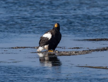 オオワシ春の渡り宗谷岬編パート2　2026年3月11日　晴れ　南東の風4ｍ